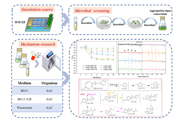 Insights on aggregation-algae consortium based removal of sulfamethoxazole: U...