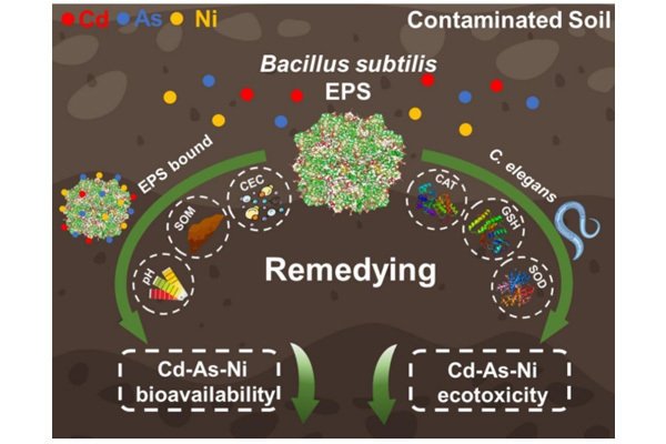 Remediation of Cd-As-Ni co-contaminated soil by extracellular polymeric subst...