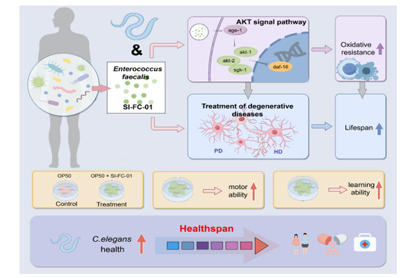 Enterococcus faecalis SI-FC-01 enhances the stress resistance and healthspan ...