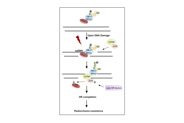 Phospho-TRIM21 orchestrates RPA2ubiqutination switch to promote homologous re...